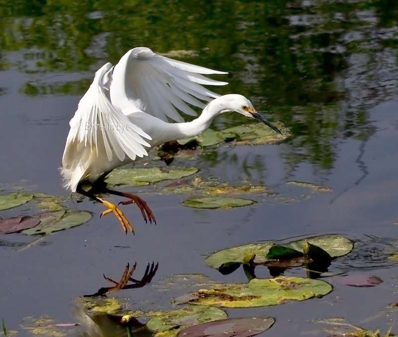 Snowy Egret EvergladesFlorida Wild Birds by Brian Kitzman