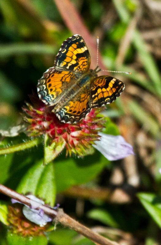 AnimalsCreatures _0041 - Animals, Creatures