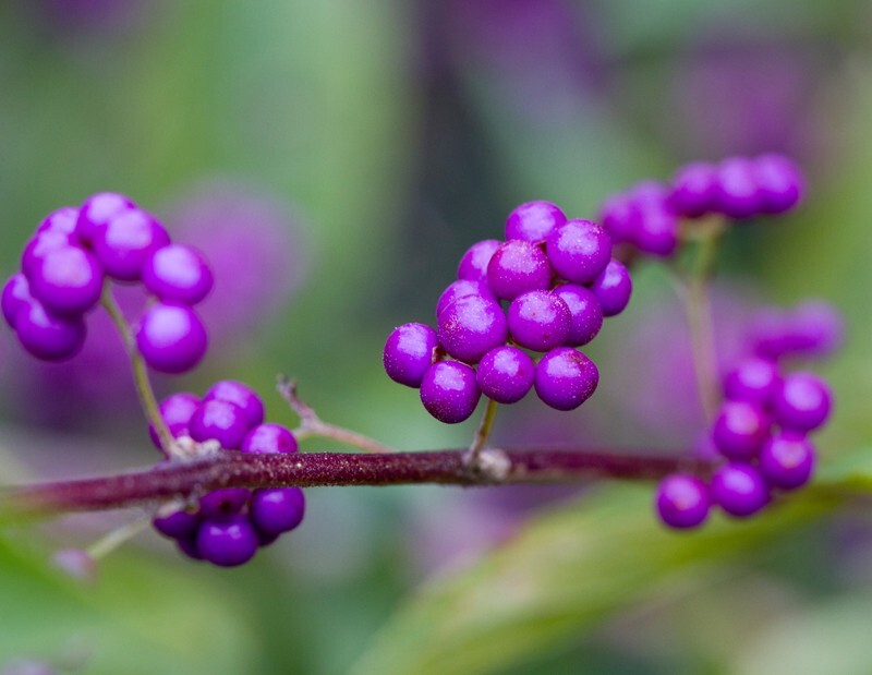 Floral_0083 - Floral - Plants