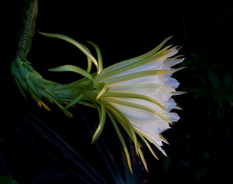 Floral 180 - Floral - Plants