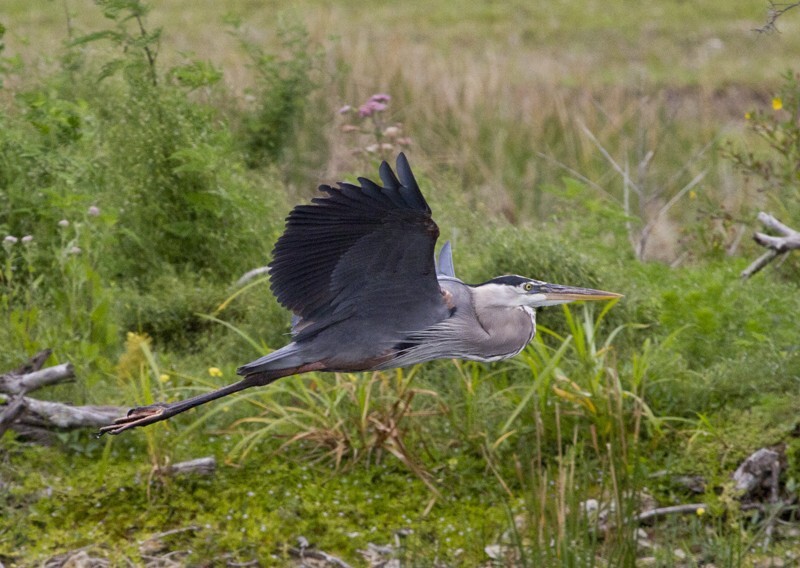 Great Blue Heron _0008 - Great Blue Heron