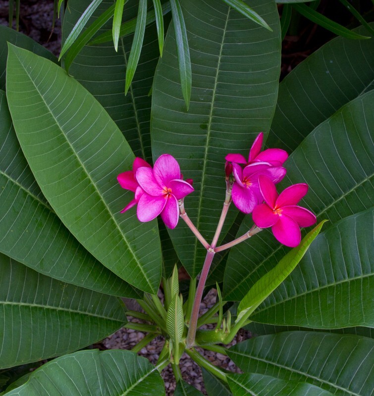 Floral_0032 - Floral - Plants