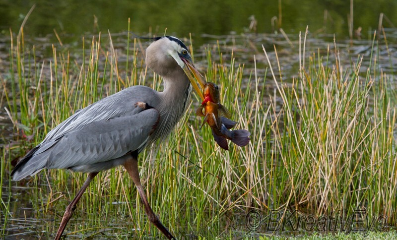 Birds 355 - Great Blue Heron