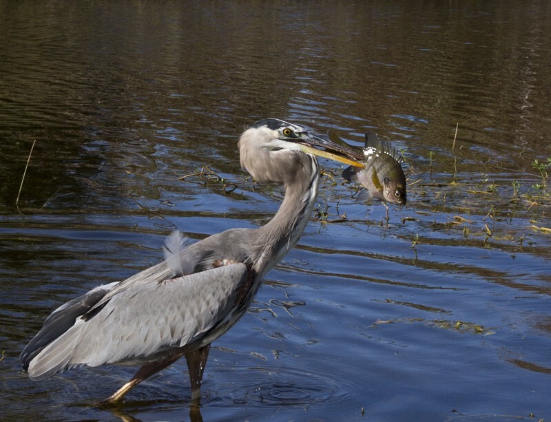 Great Blue Heron _0051 - Great Blue Heron