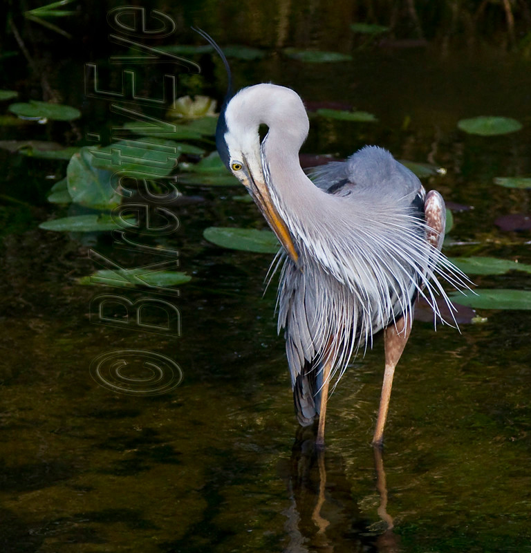 BH Birds 165 - Great Blue Heron