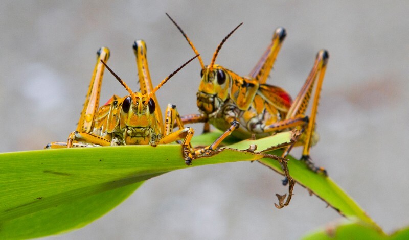 AnimalsCreatures _0096 - Animals, Creatures