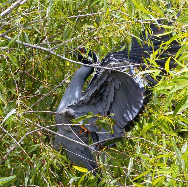 Yellow Crowned Night Heron _0026 - Yellow Crowned Night Heron