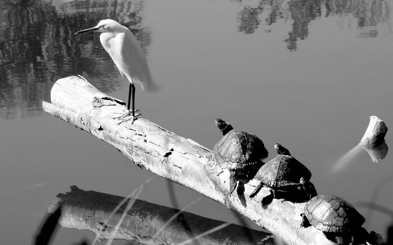 AnimalsCreatures _0107 - Animals, Creatures