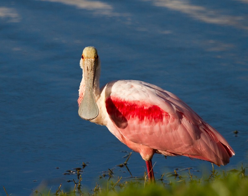 Roseate Spoonbil _0010 - Roseate Spoonbill