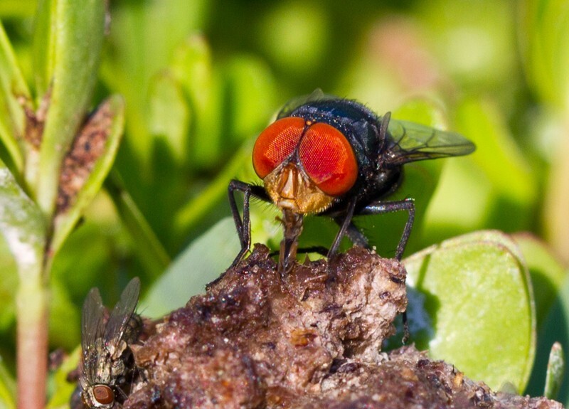 AnimalsCreatures _0002 - Animals, Creatures