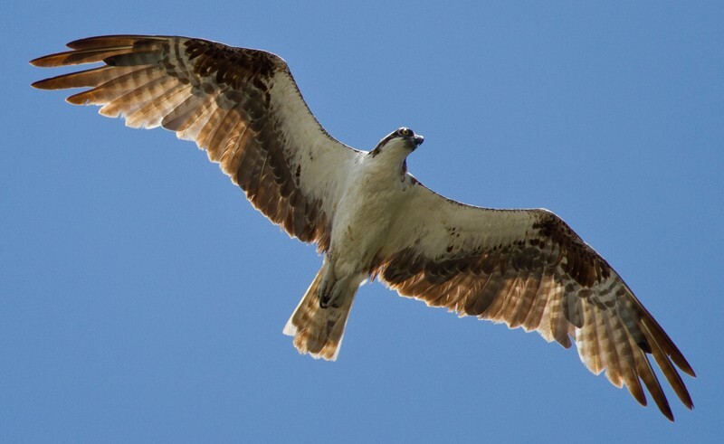 Osprey_0021 - Osprey