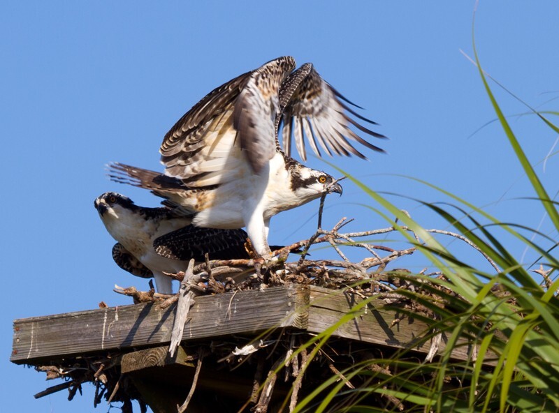 Osprey_0015 - Osprey