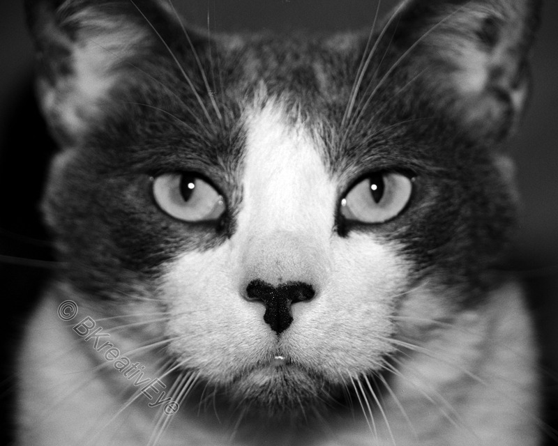 AnimalsCreatures 021 - Animals, Creatures
