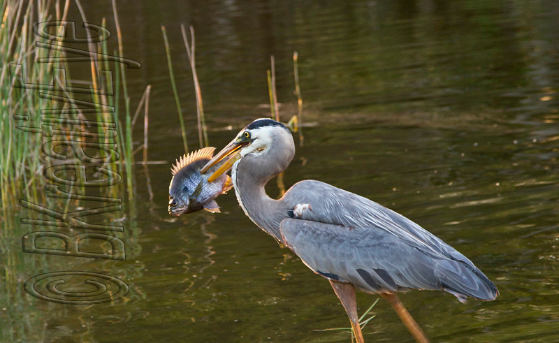 BH Birds 190 - Great Blue Heron