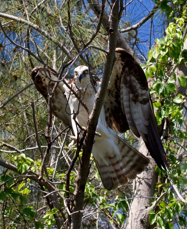 Osprey_0011 - Osprey