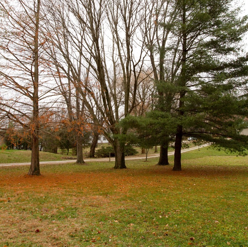 Trees  _0001 - Trees