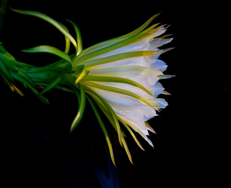 Floral_0055 - Floral - Plants