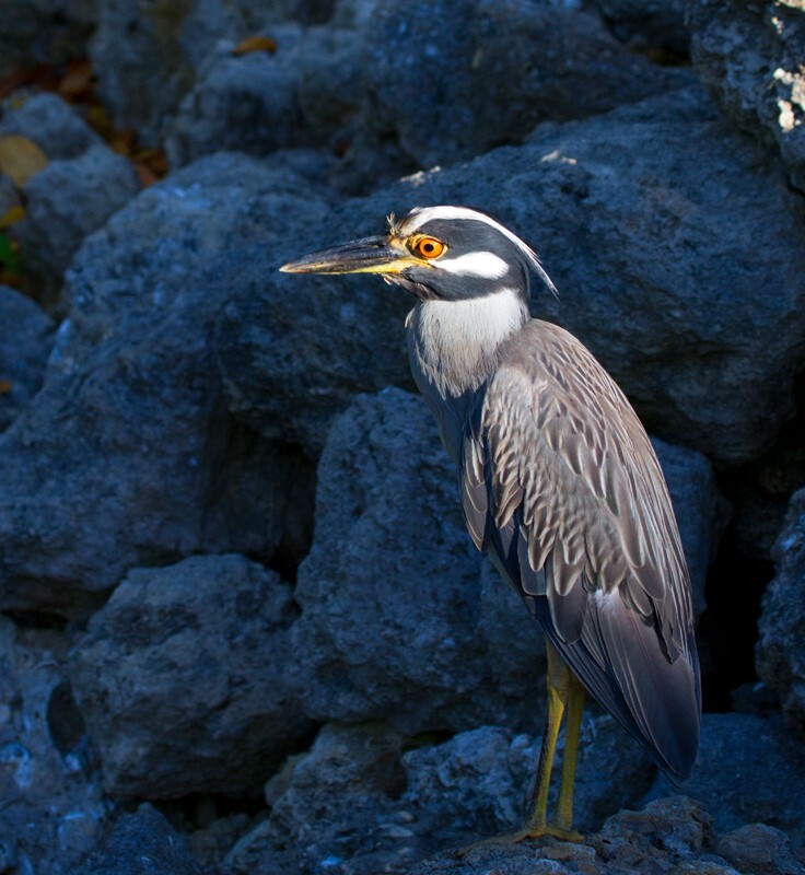 Yellow Crowned Night Heron _0029 - Yellow Crowned Night Heron