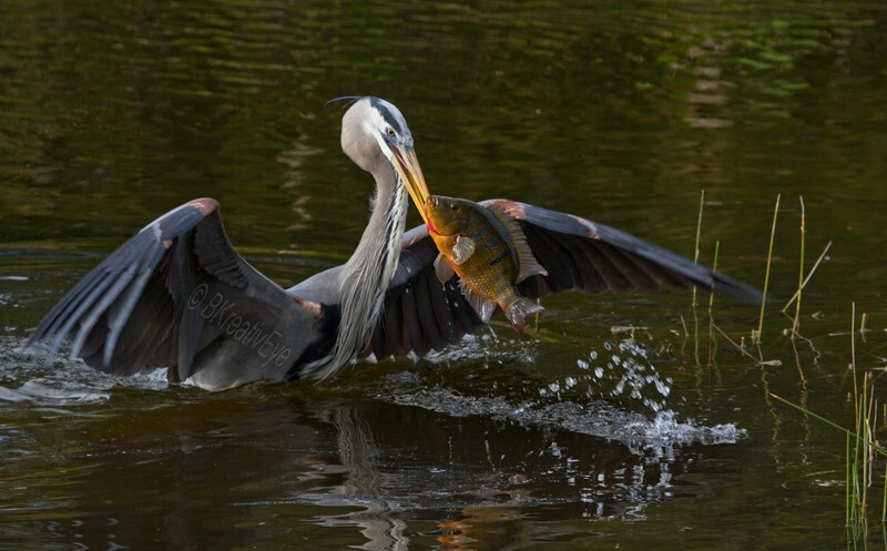 Birds 354 - Great Blue Heron