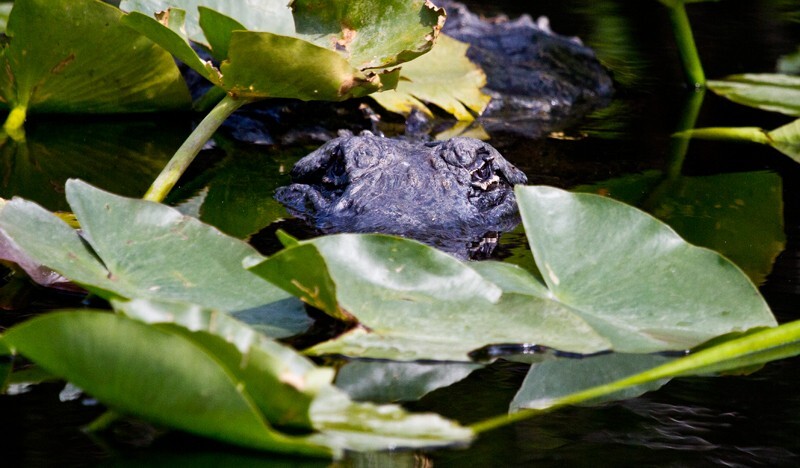 Aligators _0013 - Alligators