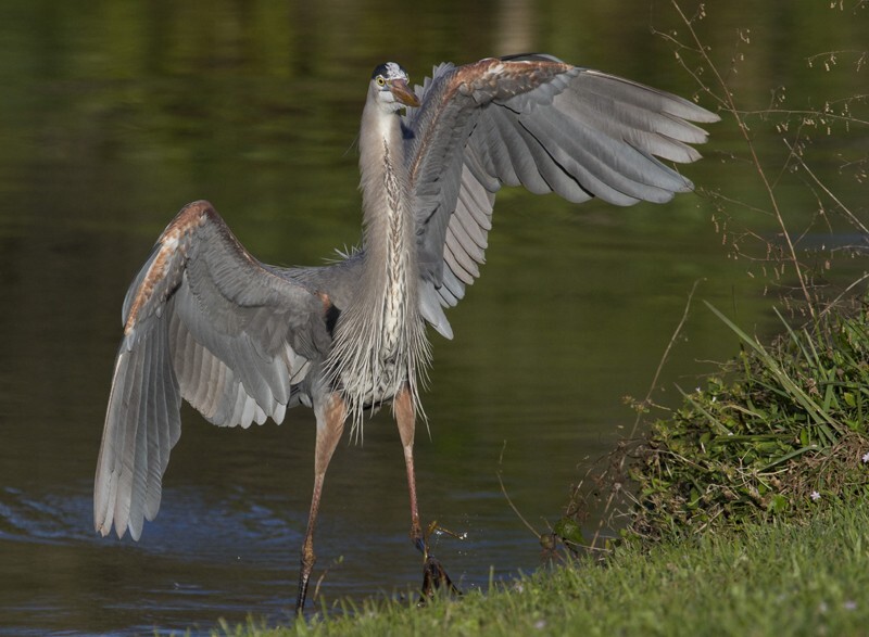 Great Blue Heron _0062 - Great Blue Heron