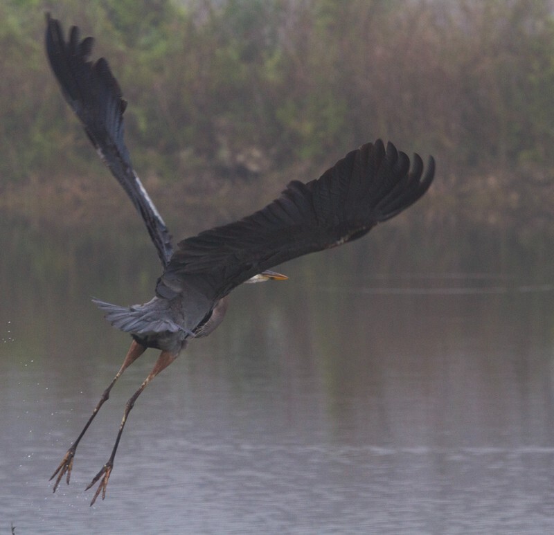 Great Blue Heron _0094 - Great Blue Heron