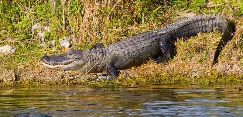 Aligators _0051 - Alligators
