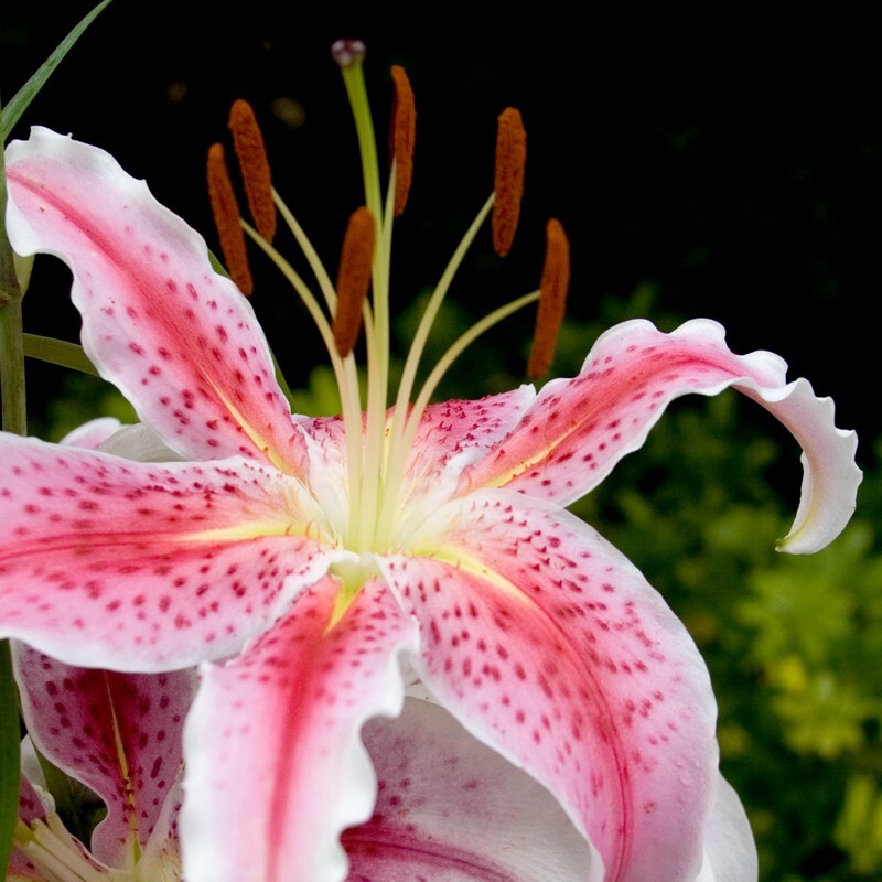 Floral_0139 - Floral - Plants