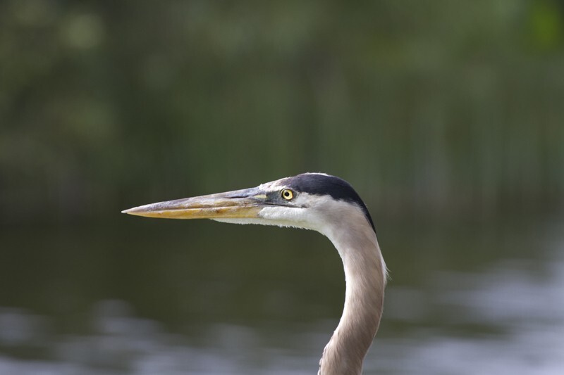Great Blue Heron _0014 - Great Blue Heron