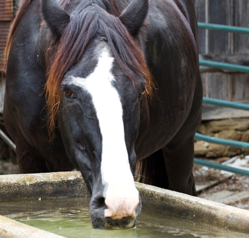 AnimalsCreatures _0007 - Animals, Creatures