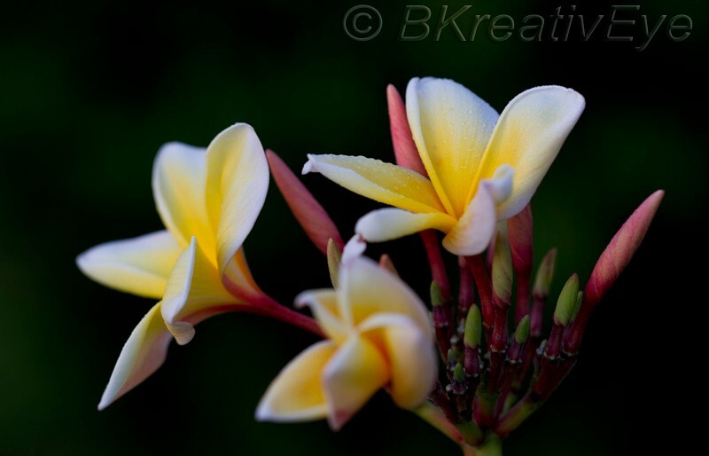 Floral 172 - Floral - Plants