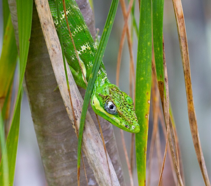 AnimalsCreatures _0071 - Animals, Creatures