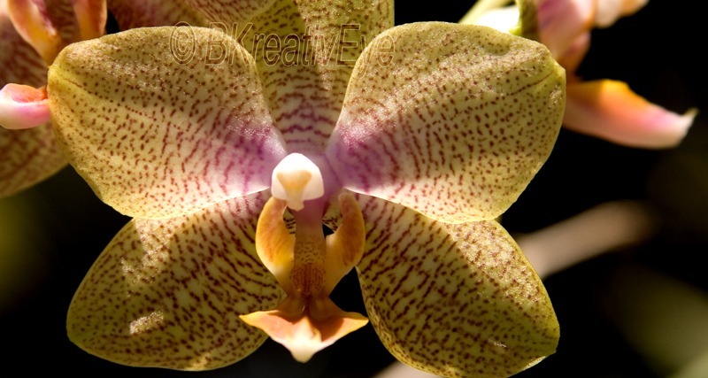 Flowers and Plants by Brian Kitzman