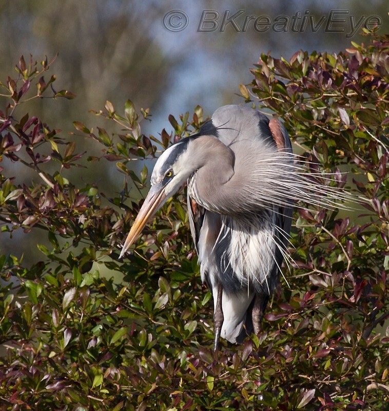 BH Birds 294 - Great Blue Heron