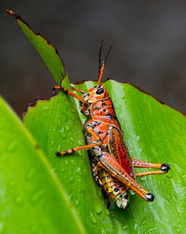 AnimalsCreatures _0092 - Animals, Creatures