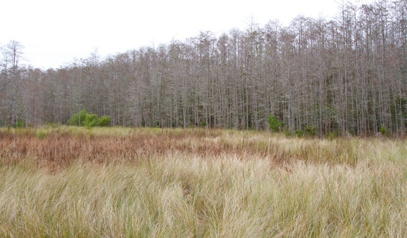 Trees  _0017 - Trees