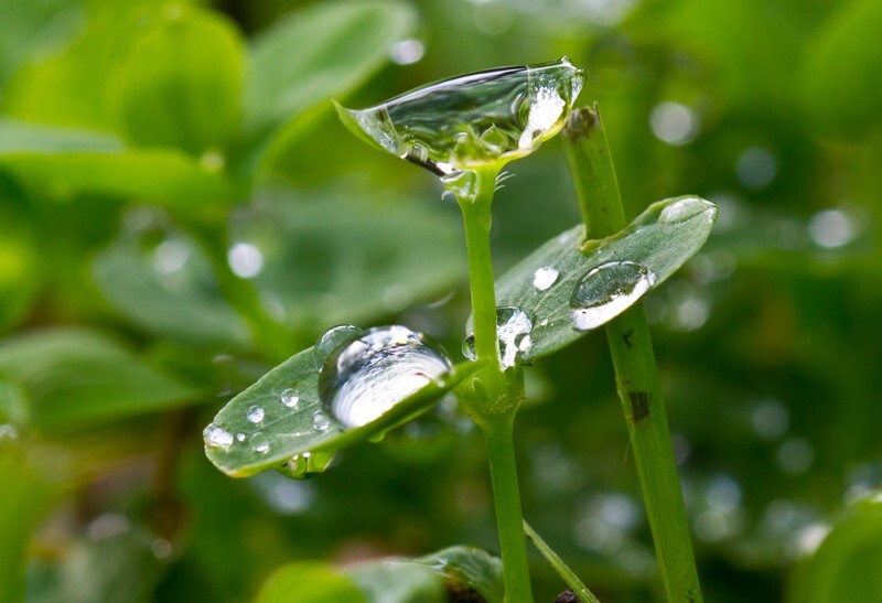 Floral_0004 - Floral - Plants