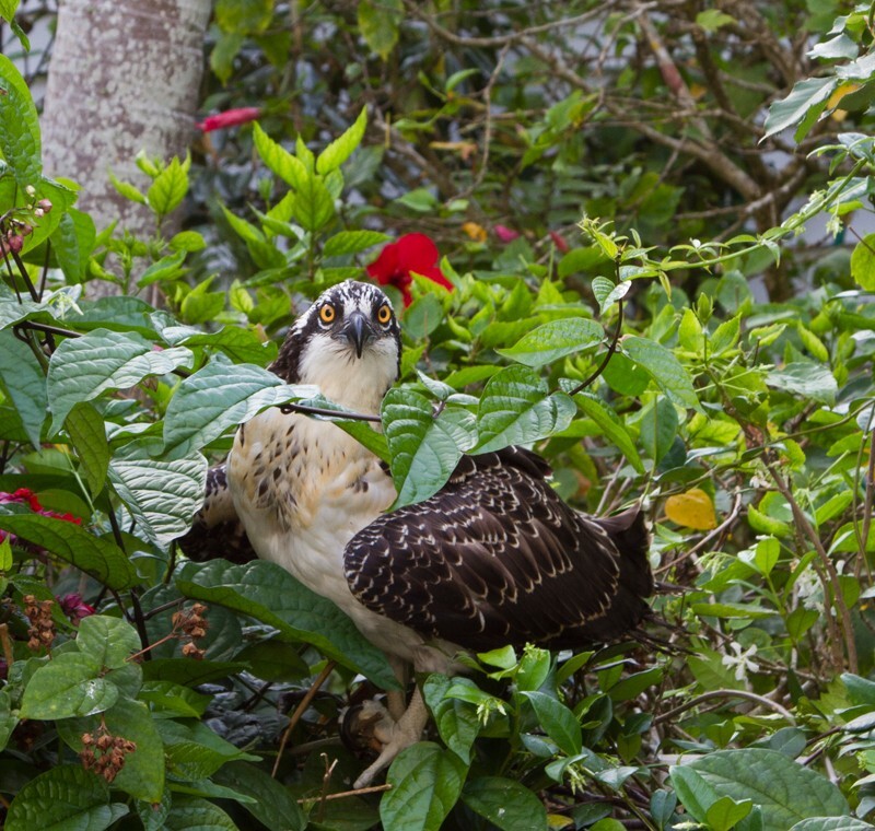 Osprey_0003 - Osprey
