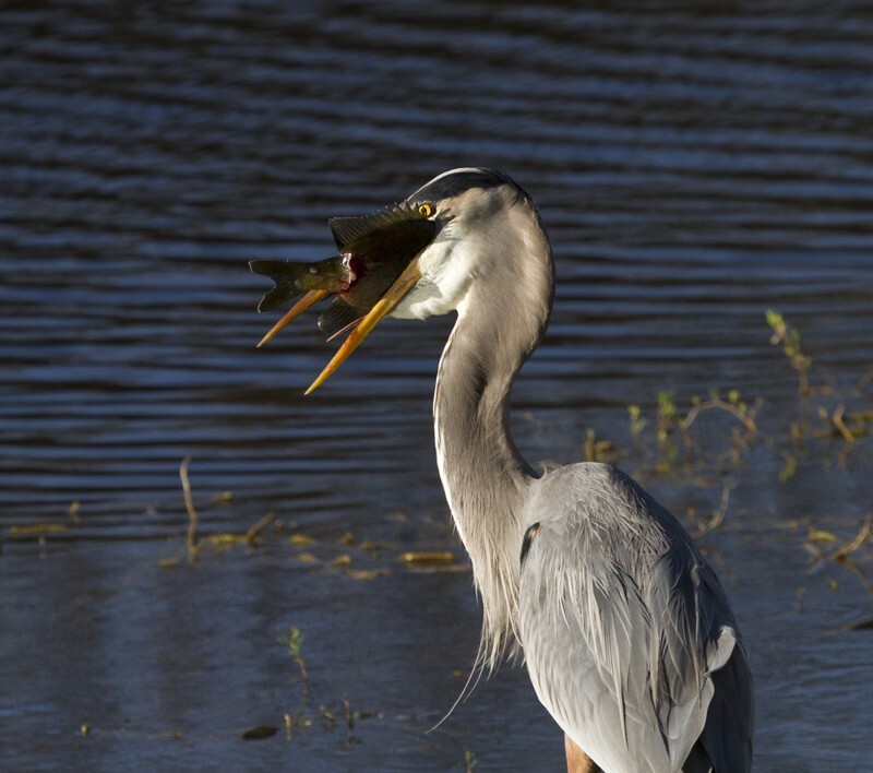 Great Blue Heron _0048 - Great Blue Heron