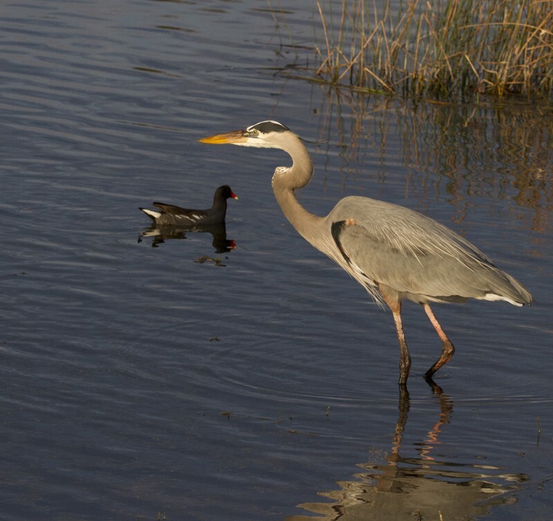 Great Blue Heron _0010 - Great Blue Heron
