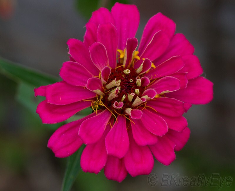 Floral 159 - Floral - Plants