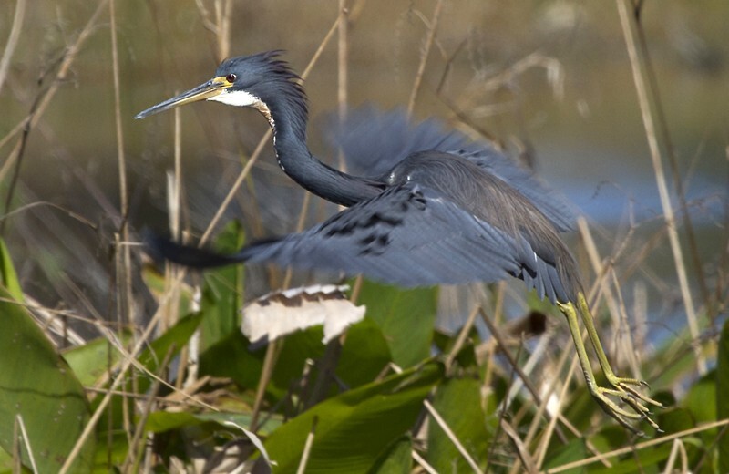 Tricolored Heron _0032 - Tri-Colored Heron