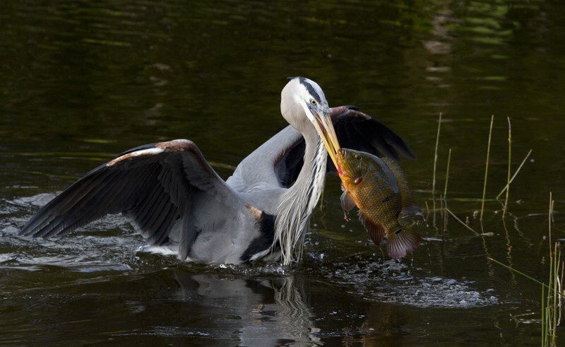 Great Blue Heron _0034 - Great Blue Heron
