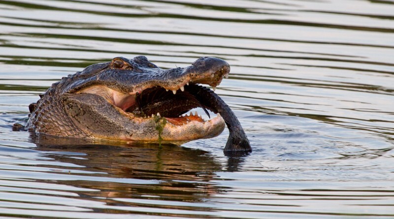 Aligators _0042 - Alligators