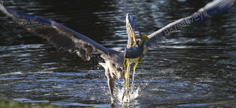 BH Birds 131 - Great Blue Heron