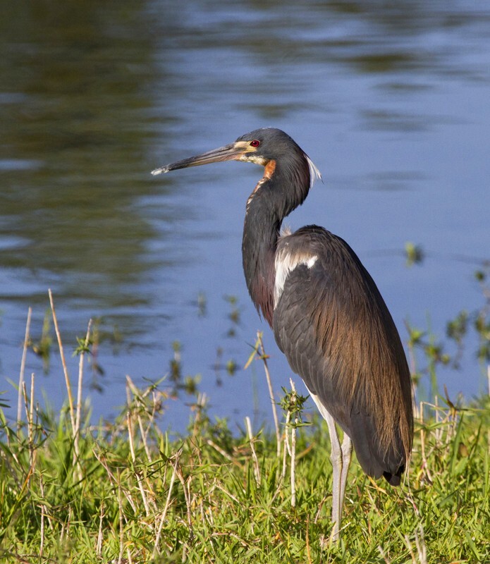 Tricolored Heron _0021 - Tri-Colored Heron