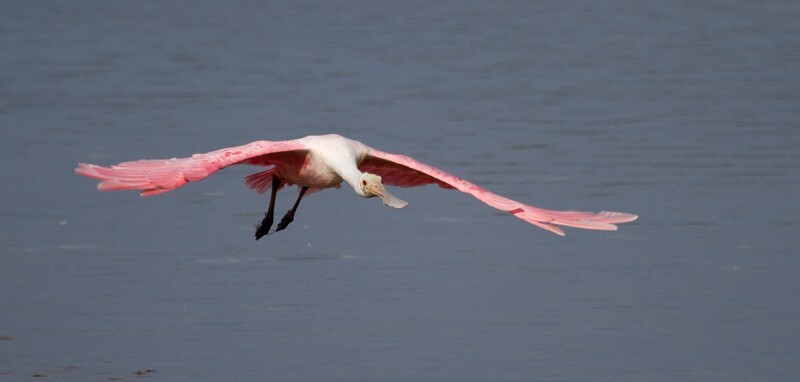 Roseate Spoonbil _0022 - Roseate Spoonbill