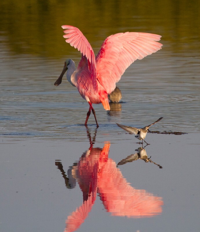 Roseate Spoonbil _0004 - Roseate Spoonbill