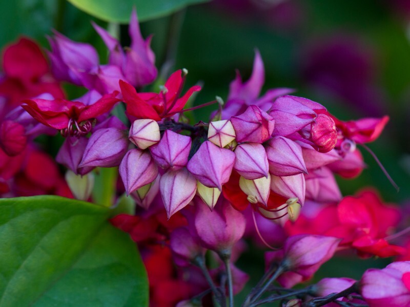 Floral_0099 - Floral - Plants