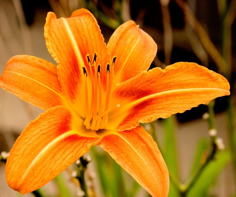 Floral_0136 - Floral - Plants